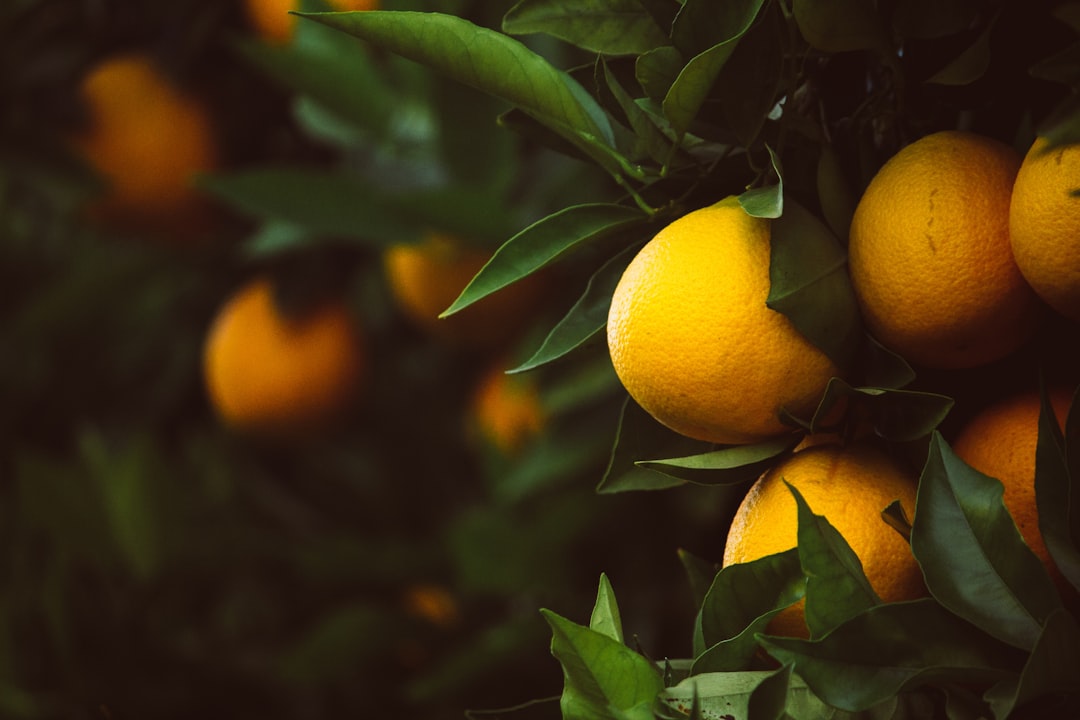 Growing and Caring for Grapefruit Trees: Tips for a Bountiful Harvest